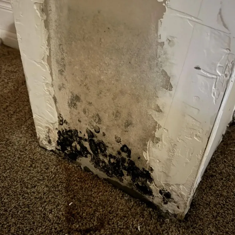 Professional Mold Removal in Brussels, WI